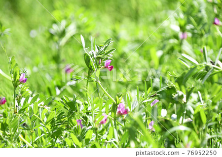Karasuno pea(Kono Beans) Karasuno pea(Kono Beans) 76952250