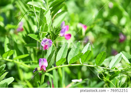Karasuno pea(Kono Beans) Karasuno pea(Kono Beans) 76952251