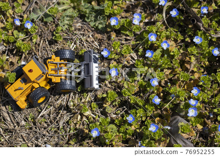 Wheel loader destroying flower fields Wheel loader destroying flower fields 76952255