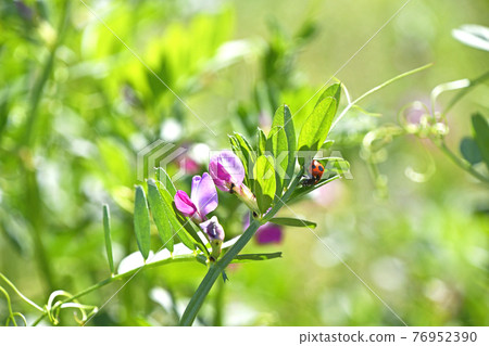 Karasuno pea (Kono Beans) 76952390