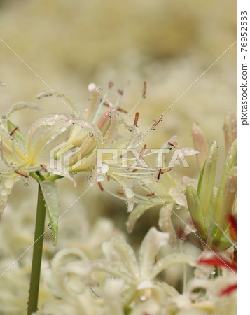 White Pearls 76952533