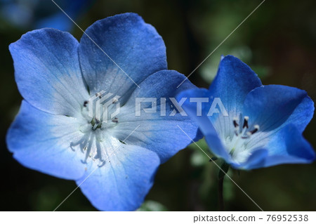 盛開在天藍色 76952538