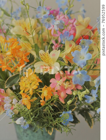 Epidendrum Epidendrum 76952599