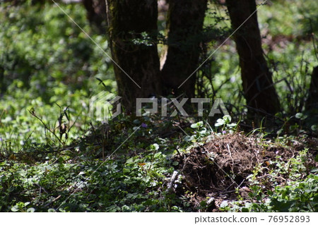[Kanagawa Prefecture] Hakone / Kanagawa Prefectural Onshi-Hakone Park 76952893