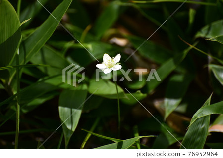 Marsh grass of Parnassus with attractive temporary stamens blooming in high mountains: Northern Alps, Nagano Prefecture 2019.8.18-264 Marsh grass of Parnassus with attractive temporary stamens blooming in high mountains: Northern Alps, Nagano Prefecture 2019.8.18-264 76952964