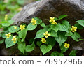 Viola brevistipula: Nagano Prefecture Northern Alps foothills 2016.5.15-971 76952966
