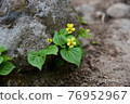 Viola brevistipula: Nagano Prefecture Northern Alps foothills 2016.5.15-979 76952967