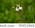 Nephrophyllidium blooming in alpine marsh: Northern Alps, Nagano Prefecture 2019.7.27-530 76952968