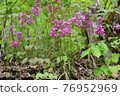 Epimedium: Foothills of the Northern Alps, Nagano Prefecture 2020.5.9-544 76952969