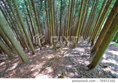 大持山南陵的杉林 76953160