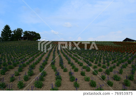 Kan farm Kan farm 76953975