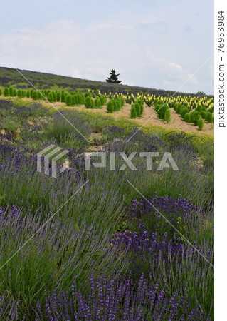 Kan farm Kan farm 76953984