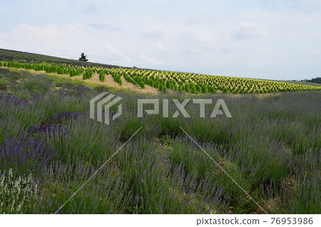 Kan farm Kan farm 76953986