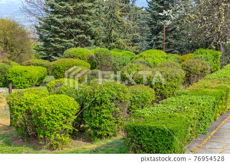Bush in Park 76954528