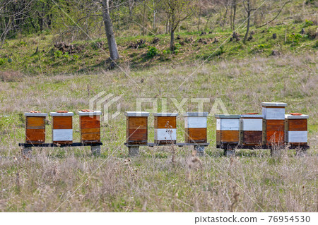 Beehives 76954530