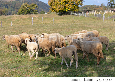 Under Shade Sheep 76954532