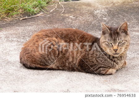 Stray cat Stray cat 76954638