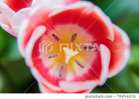 Red and white bud of a blooming tulip. Macro photography inside. Red and white bud of a blooming tulip. Macro photography inside. 76954816