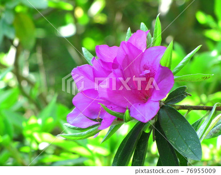Blooming passion flower 76955009