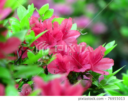 盛開的激情花 76955013