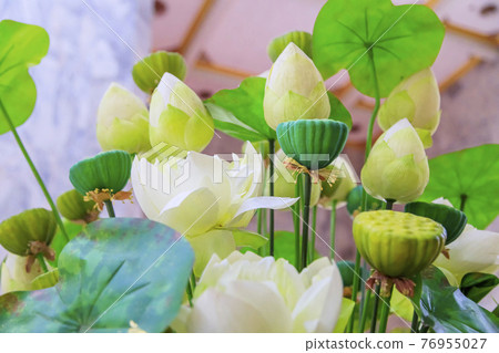 Blooming, exotic, delicate, white flowers bloom in spring, branches with green leaves. 76955027