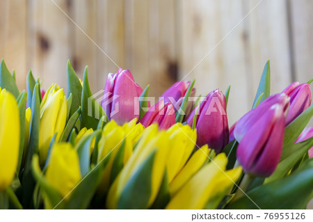 A huge bouquet of yellow-lilac tulips. Spring flowers A huge bouquet of yellow-lilac tulips. Spring flowers 76955126