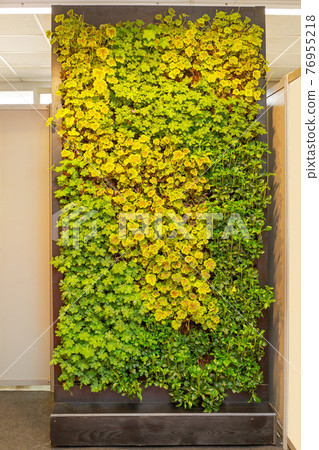 Green Wall Green Wall 76955218