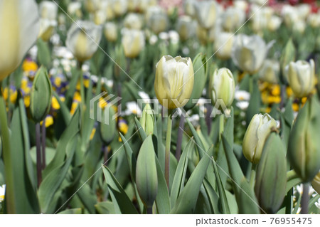 白色鬱金香 76955475