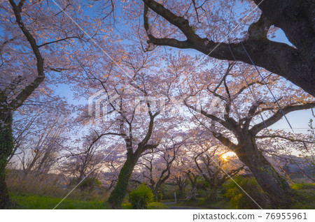 Sakurazaka in full bloom Sakurazaka in full bloom 76955961