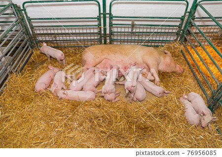 Suckling Piglets Farm 76956085