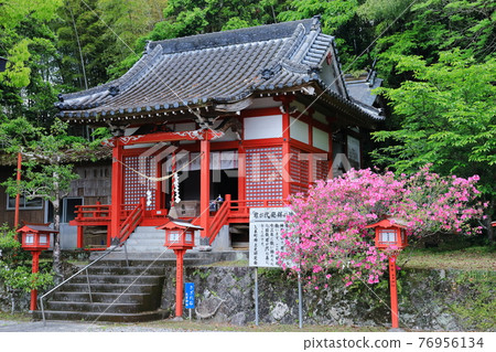 大宮神社，你的出生地，春天的風景 76956134
