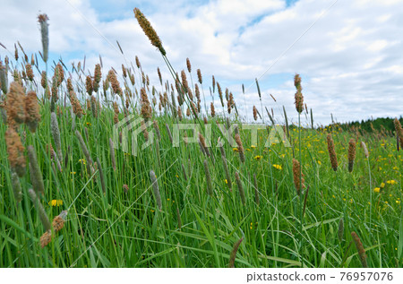 Russian meadow with  Timothy-grass 76957076