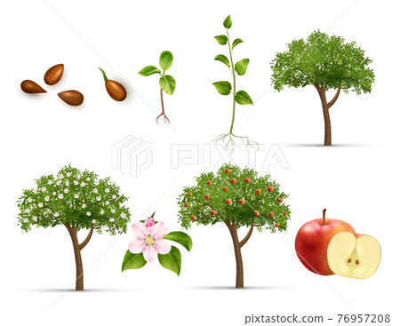 Apple Life Cycle Set 76957208