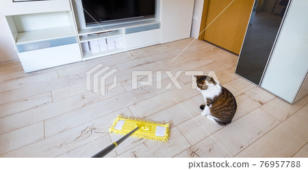 Microfiber yellow mop isolated on white wooden floor background, closeup, indoors. The cat plays funny with a mop. 76957788