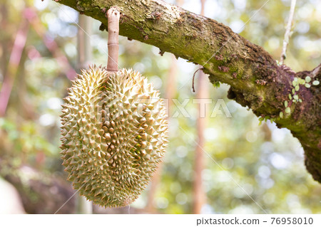Monthong Durian fruit on tree 76958010