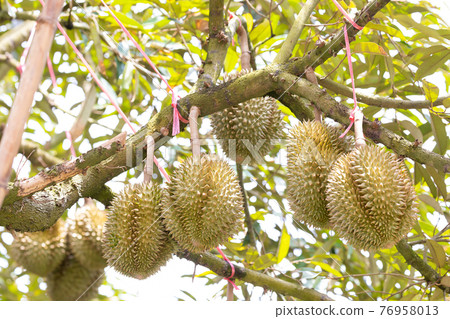 Monthong Durian fruit on tree 76958013