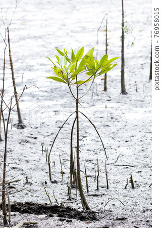 Rhizophora apiculata blume tree 76958015