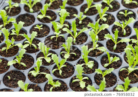 Vegetable seeding 76958032