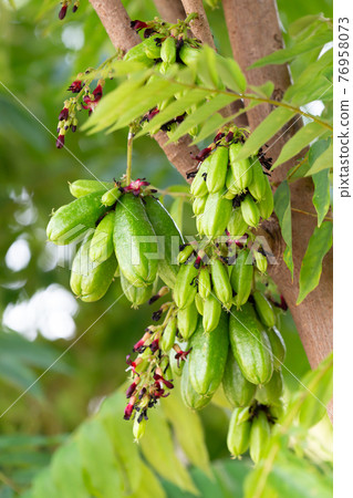 Bilimbi fruit on tree 76958073
