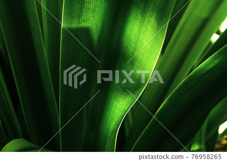 Large leaves of tropical plants that are transparent to sunlight 76958265