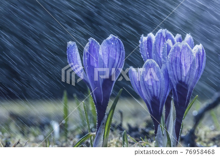 Rainy spring day. Purple crocus flowers in closeup, selective focus Rainy spring day. Purple crocus flowers in closeup, selective focus 76958468