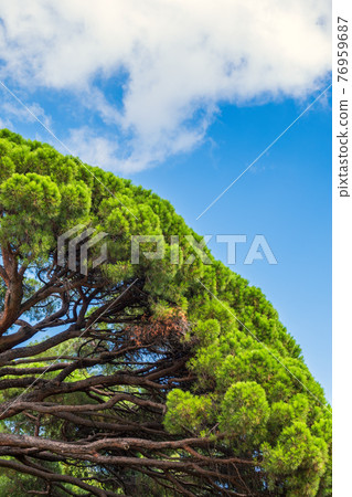 Green pine tree with long needles on a background of blue sky. Freshness, nature, concept. Pinus pinea Green pine tree with long needles on a background of blue sky. Freshness, nature, concept. Pinus pinea 76959687