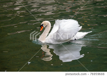 A graceful white swan swimming on a lake with dark green water. A white swan swims in a fighting pose with reflection in water. A graceful white swan swimming on a lake with dark green water. A white swan swims in a fighting pose with reflection in water. 76959688