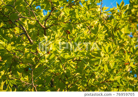 Green Leaves and young futis of Pltatanus oreintalis tree in sunset light Green Leaves and young futis of Pltatanus oreintalis tree in sunset light 76959705