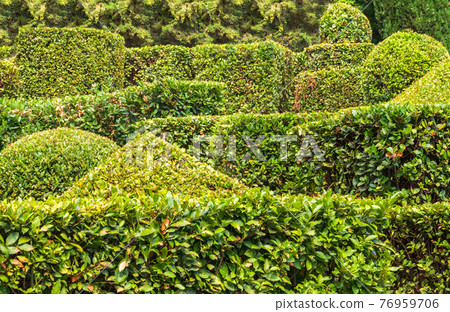 Neatly trimmed bushes in the summer or autumn park. Neatly trimmed bushes in the summer or autumn park. 76959706