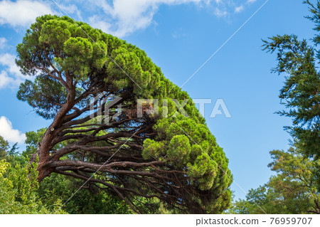 Green pine tree with long needles on a background of blue sky. Freshness, nature, concept. Pinus pinea 76959707
