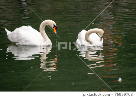 Two graceful white swans swim in the dark water. 76959708