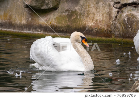 A graceful white swan swimming on a lake with dark green water. The white swan is reflected in the water A graceful white swan swimming on a lake with dark green water. The white swan is reflected in the water 76959709