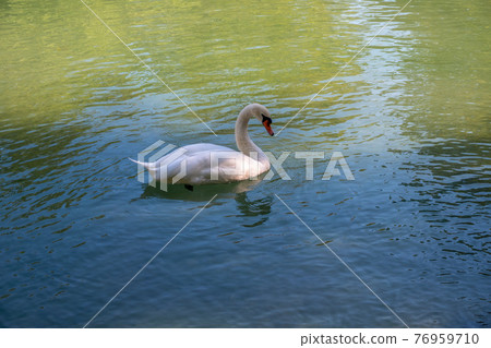A graceful white swan swimming on a lake with dark green water. The white swan is reflected in the water A graceful white swan swimming on a lake with dark green water. The white swan is reflected in the water 76959710