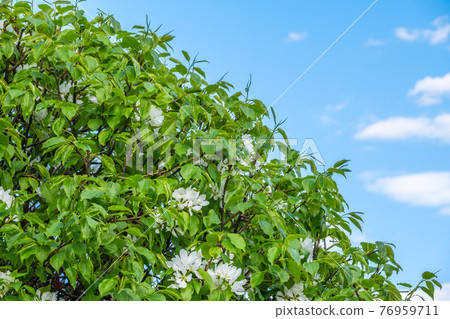 Apple tree branches with white flowers on a background of blue cloudy sky. Apple tree branches with white flowers on a background of blue cloudy sky. 76959711